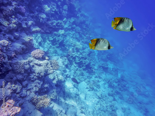 the underwater world of the Red Sea, two butterfly fishes, corals, against the background of the sea bottom and the blue depth of the sea