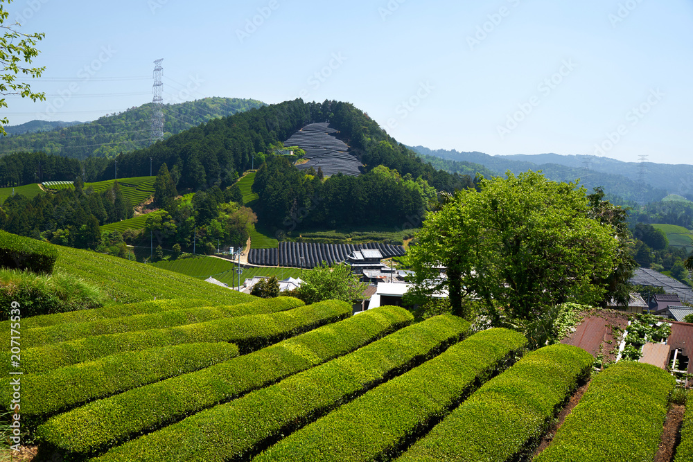京都和束の茶畑