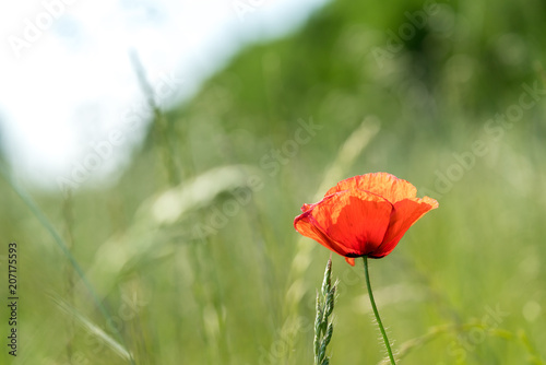 Mohn Blume in einer Wiese