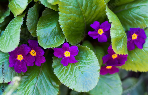 a bouquet of Beautiful spring flowers of primrose photo
