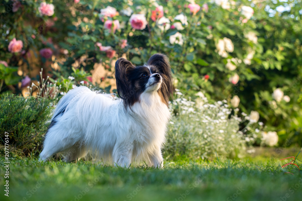 A dog in a flower garden A dog in a flower garden