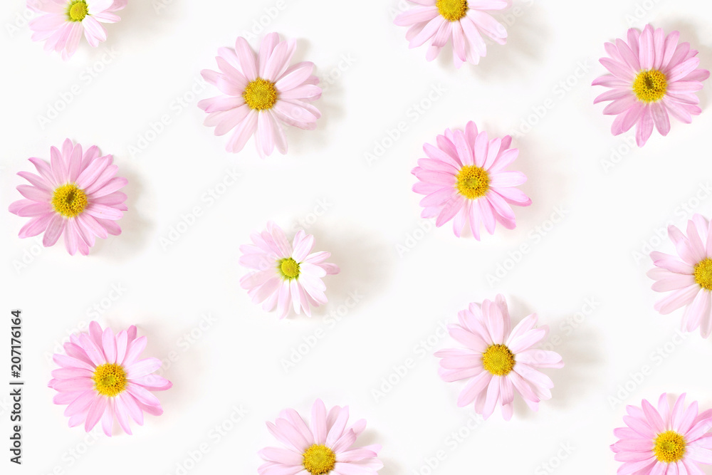 Pattern from flowers of pink daisy isolated on white background, flat lay, top view. The concept of spring. Pattern from flowers of pink daisy isolated on white background, flat lay, top view. The concept of spring.