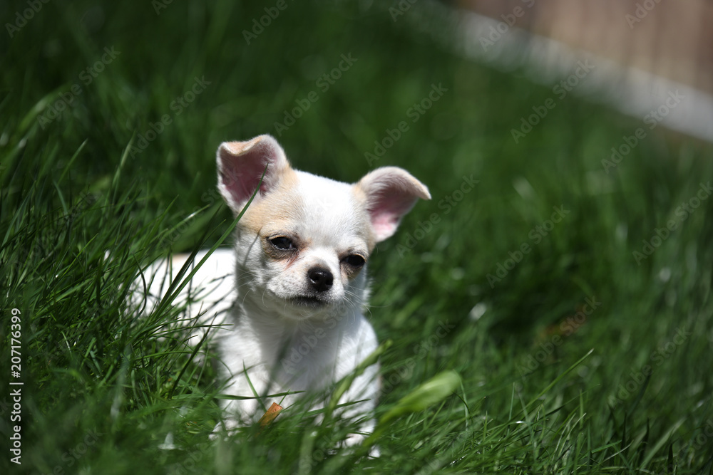 chihuahua cane piccolo cane animale domestico 