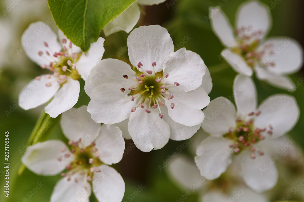 Blossom pear tree flower close up. Bright macro shot. Spring time.