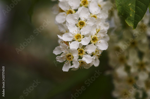 Blossom bird-cherry tree flowers close up. Bright macro shot. Spring time.