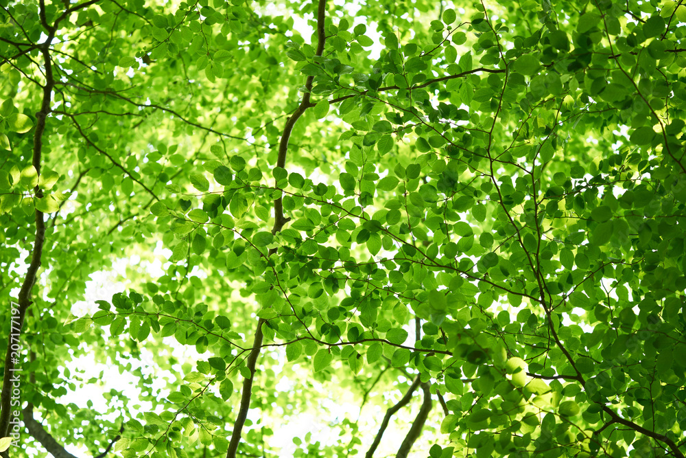 新緑の葉っぱ