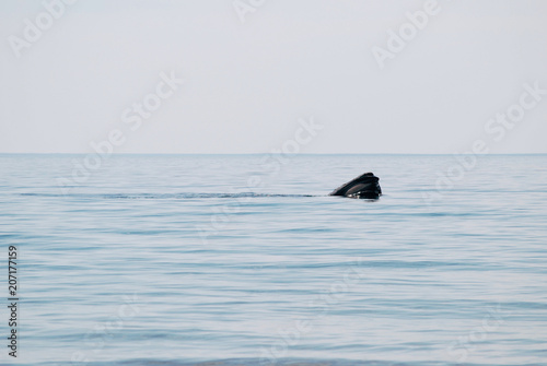 North Atlantic right whale