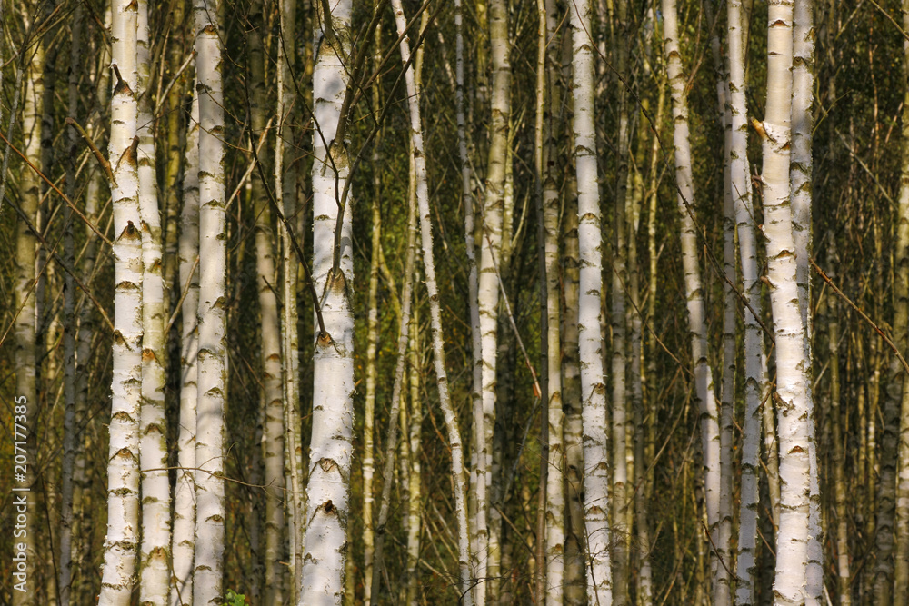 Birch forest detail