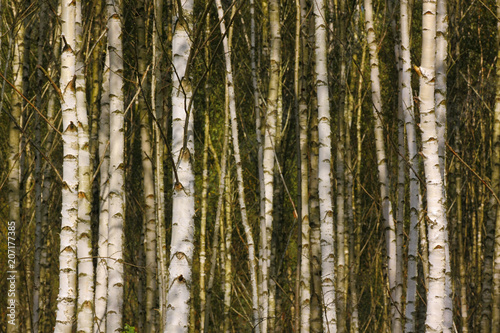 Fototapeta Naklejka Na Ścianę i Meble -  Birch forest detail