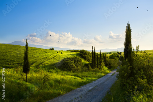 italy countryside landscape with cypress trees on the mountain path ; sunset over the tuscany hills