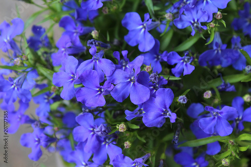 The beautiful sapphire blue flowers of Lobelia erinus  a popular summer bedding plant