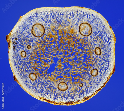 Male fern (Dryopteris filix-mas) frond stem cross section