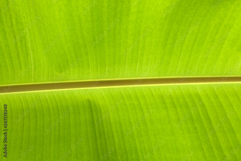 close up banana leave close up banana leave