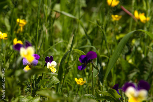 violet horn in the spring garden