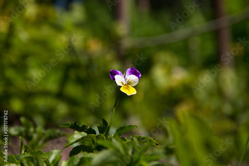 violet horn in the spring garden