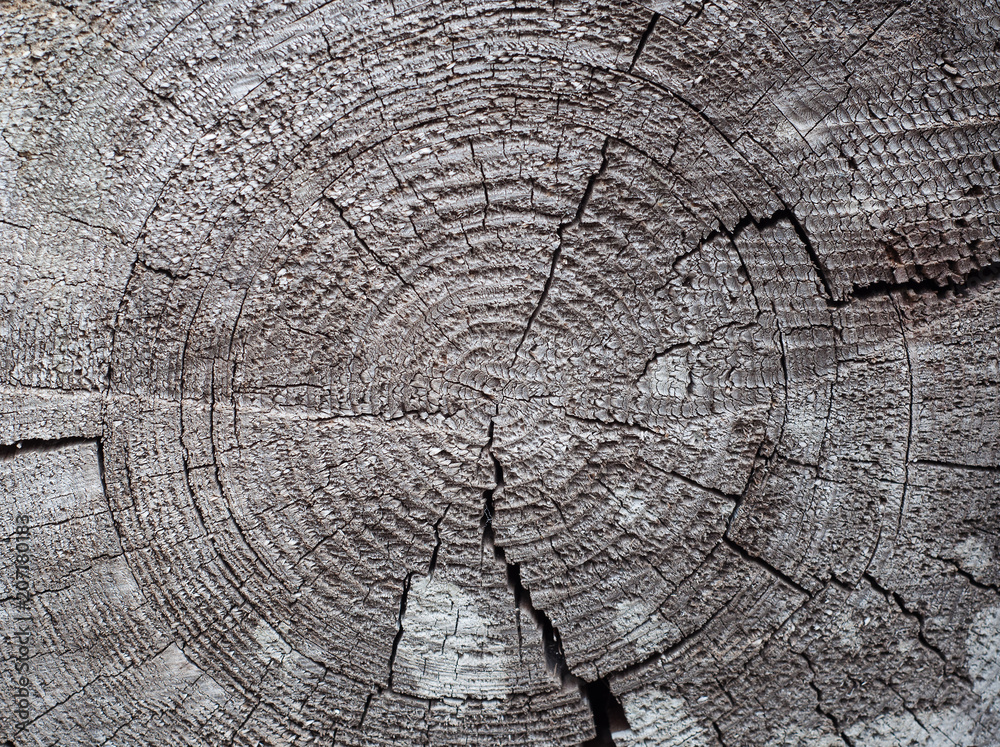 Fototapeta premium The texture of wood cut across.