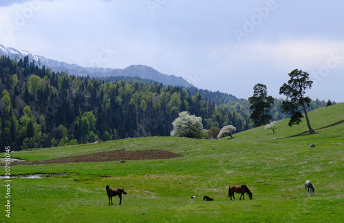 Gruzja, płaskowyż Dabadzveli - konie pasące się na górskiej łące