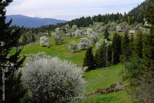 Gruzja, płaskowyż Dabadzveli - górska wioska z kwitnącymi drzewami owocowymi photo