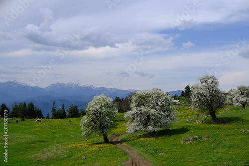 Gruzja  p  askowy   Dabadzveli - wiosna w g  rach z kwitn  cymi drzewami owocowymi