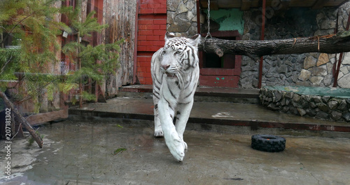 white tiger zoo