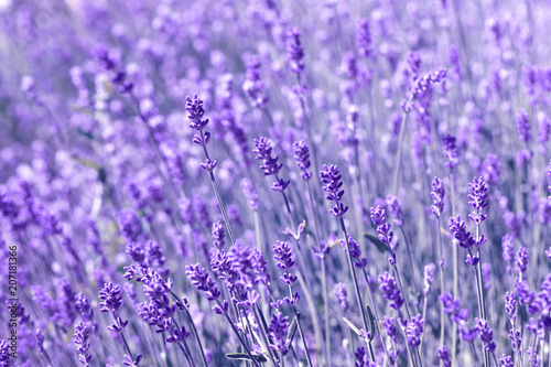 field lavender morning © lms_lms