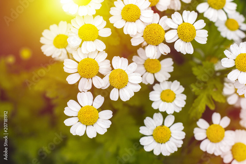 Fototapeta Naklejka Na Ścianę i Meble -  Chamomile flowers field wide background in sun light. Summer Daisies. Beautiful nature scene with blooming medical chamomilles. Alternative medicine. Camomile Spring flower background Beautiful meadow