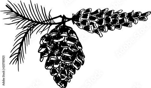 piñas pino