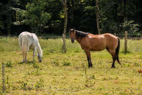 Horses on the green meadow