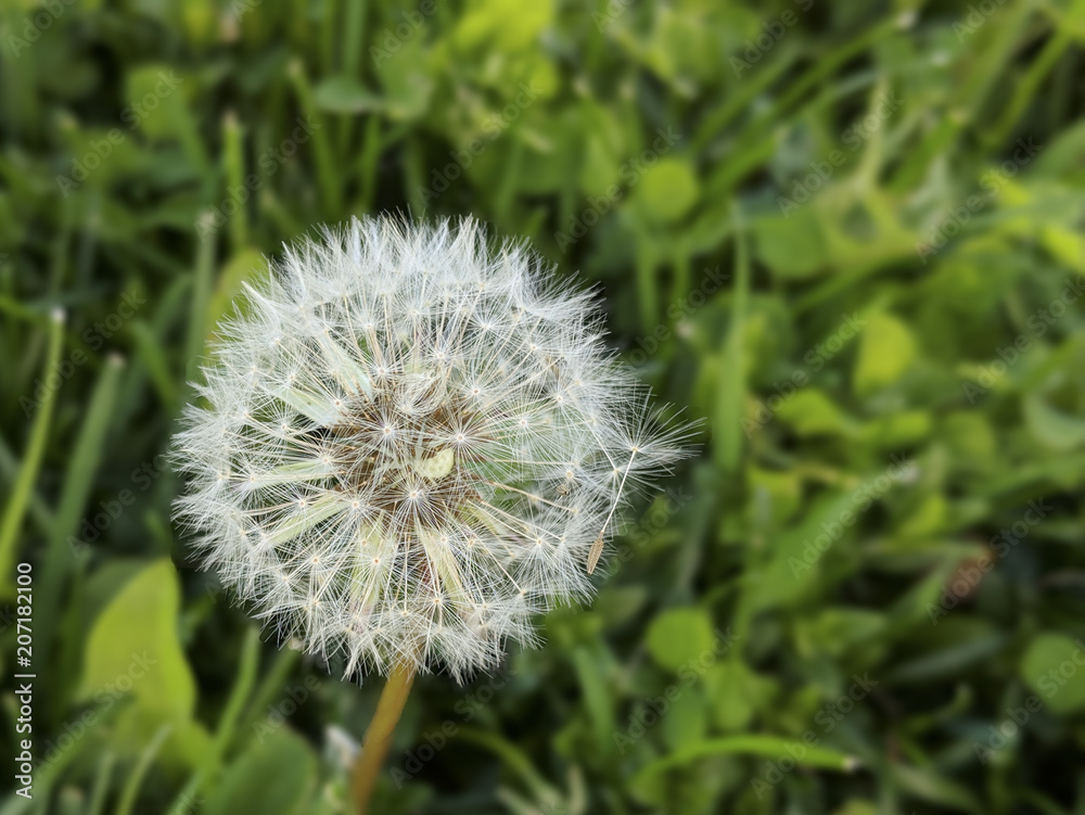 Obraz premium Dandelion flower