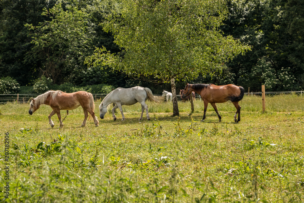 Horses on the green meadow