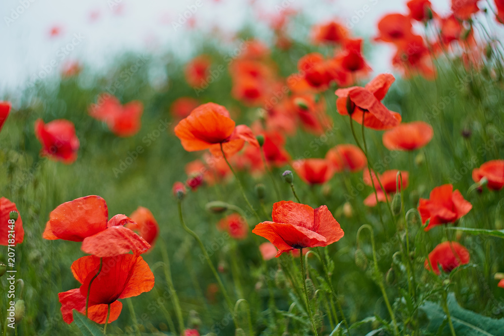 Red poppy flowers. Poppy flowers and blue sky in a field with bees and bumblebees Red poppy flowers. Poppy flowers and blue sky in a field with bees and bumblebees