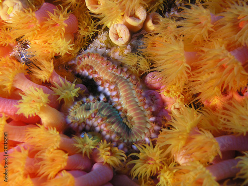 Canvas Print Fire (or Bristle) Worm Orange Cup Coral