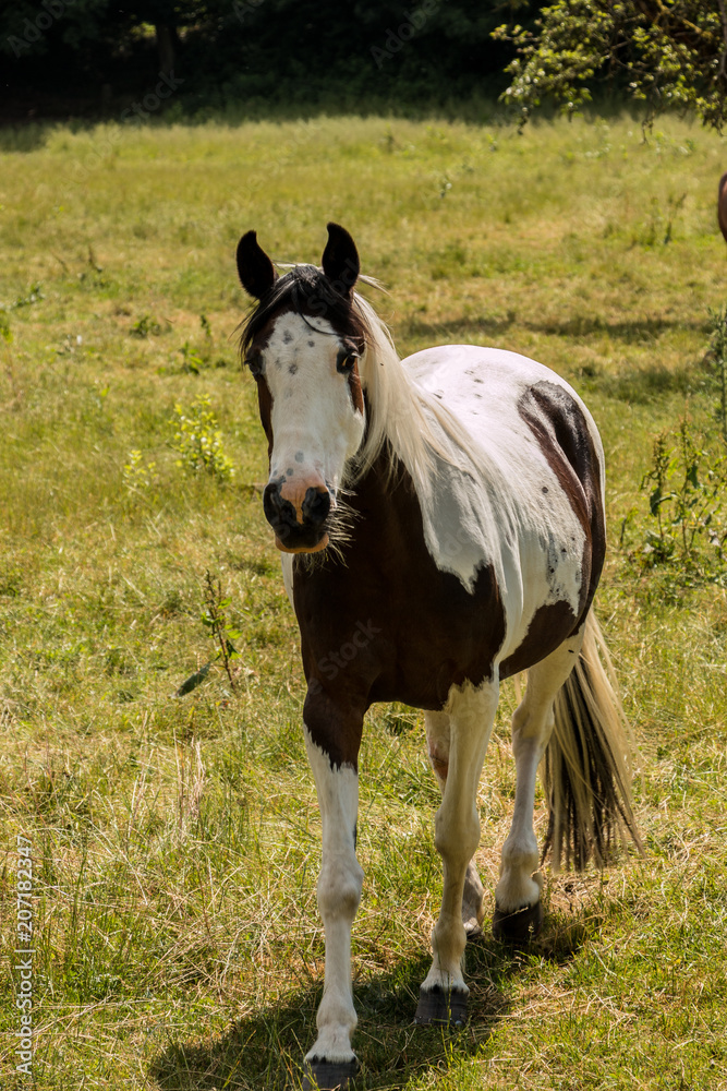 Fototapeta premium Horses on the green meadow