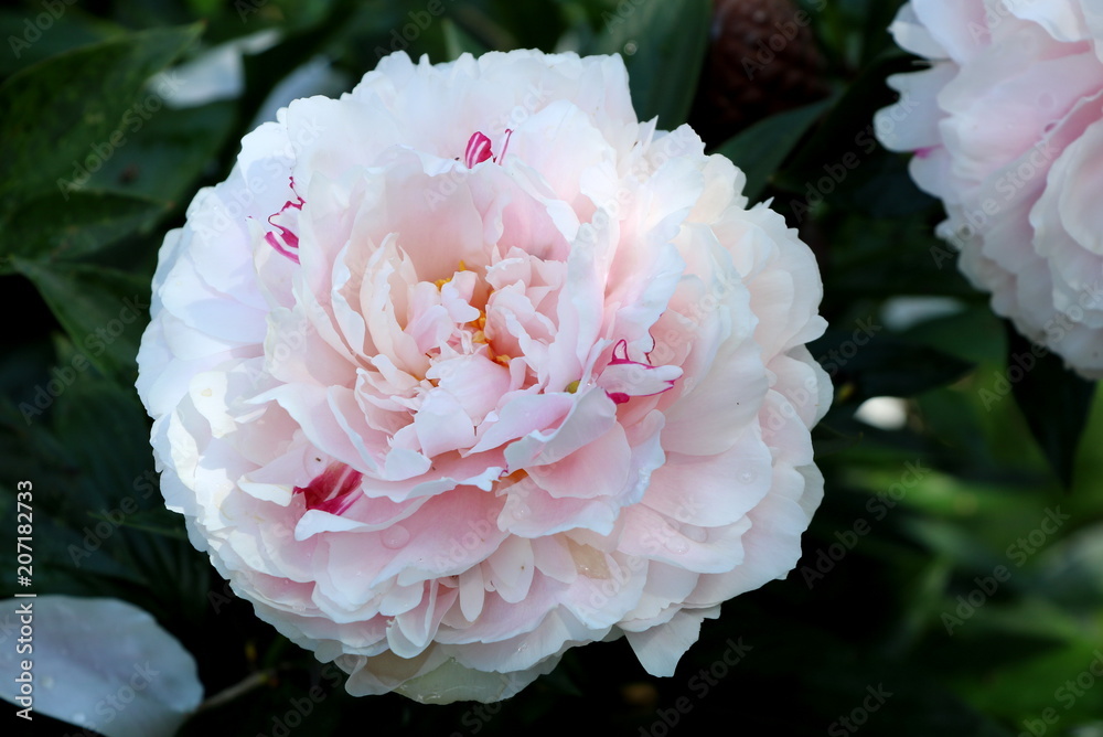 Pfingstrosenblüte in Rosa Makro Pfingstrosenblüte in Rosa Makro