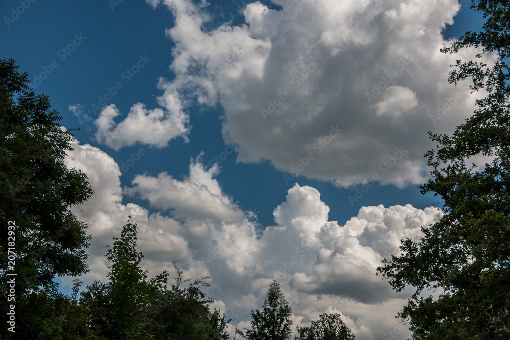 The forest and the deep blue sky with white clouds The forest and the deep blue sky with white clouds