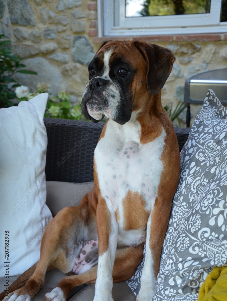 Belle chienne Boxer LOF Stock Photo | Adobe Stock