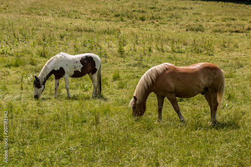 Horses on the green meadow