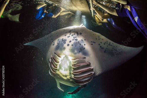Manta Ray swimming under tourists