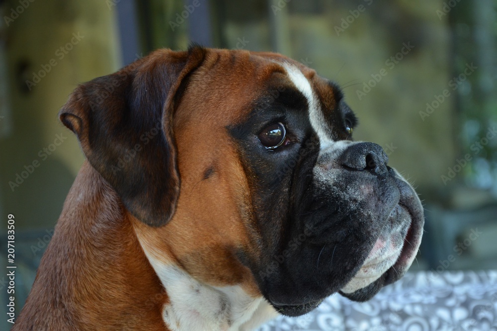 Belle chienne Boxer LOF Stock Photo | Adobe Stock