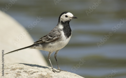 Wagtail © John Sandoy