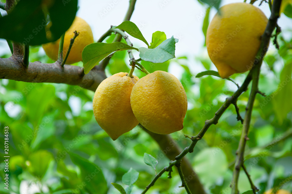 Ripe yellow lemons on a tree