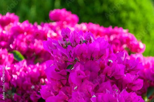 Pink bougainvillea close-up  on a green blurred background