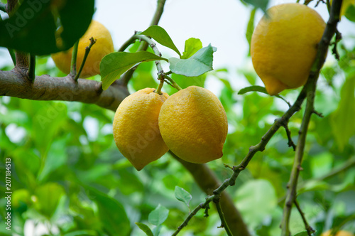 Ripe yellow lemons on a tree