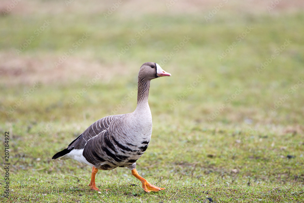 Greater white-fronted goose (Anser albifrons) in its natural habitat Greater white-fronted goose (Anser albifrons) in its natural habitat