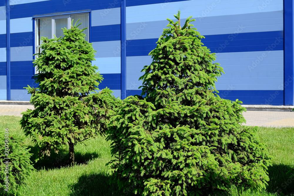 Landscape gardening, cypress, dwarf fir Landscape gardening, cypress, dwarf fir