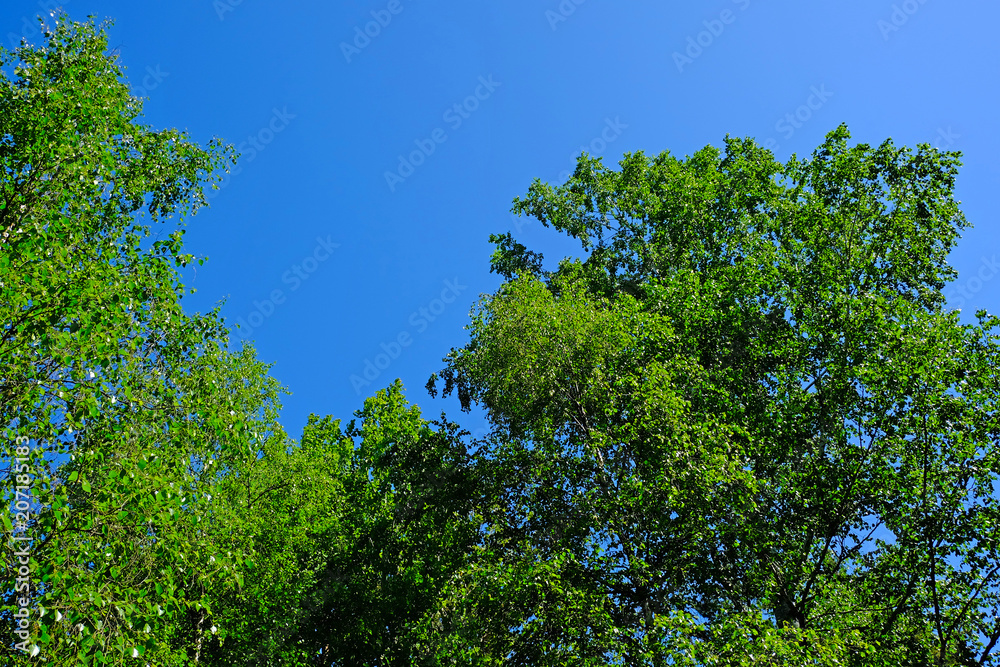 Landscape gardening, cypress, dwarf fir Landscape gardening, cypress, dwarf fir
