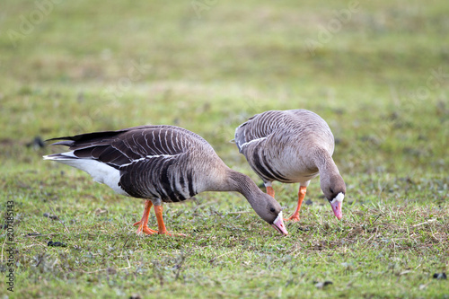 Greater white-fronted goose (Anser albifrons) in its natural habitat