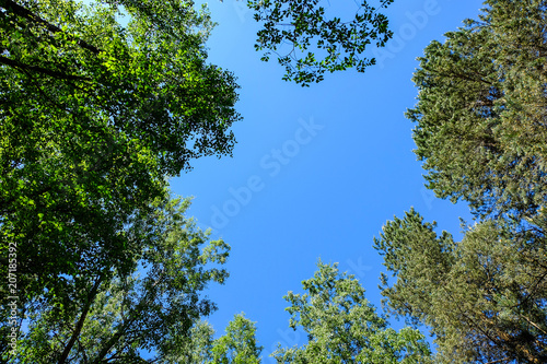 Landscape gardening  cypress  dwarf fir