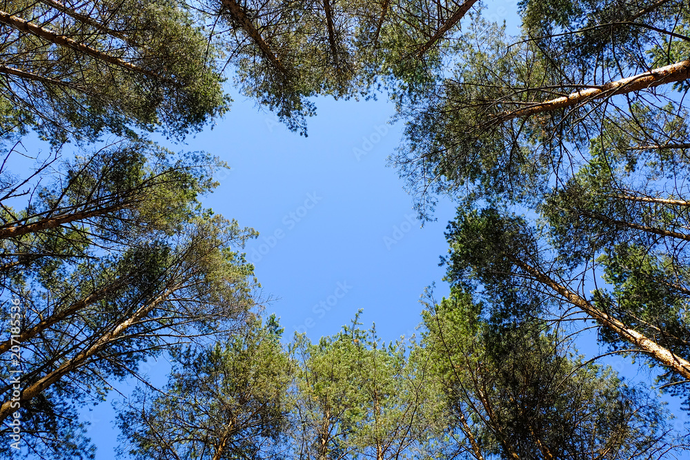 View of tall old trees in the evergreen primeval forest blue sky View of tall old trees in the evergreen primeval forest blue sky