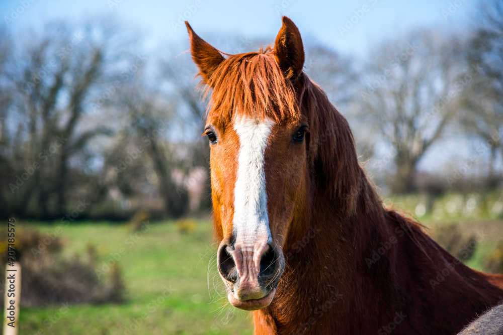 Obraz premium A portrait of brown and white horse looking straight ahead
